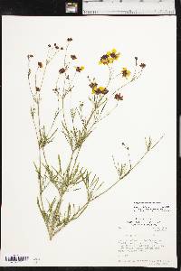 Coreopsis tinctoria image