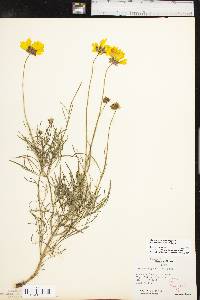 Coreopsis grandiflora image