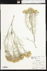 Ericameria nauseosa var. graveolens image