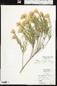 Lorandersonia baileyi image