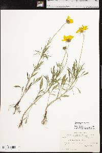 Coreopsis grandiflora var. grandiflora image