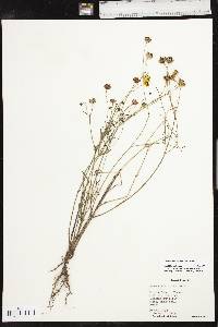 Coreopsis tinctoria image