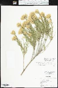 Lorandersonia baileyi image