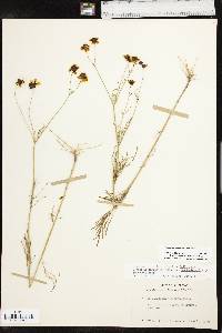 Coreopsis tinctoria var. tinctoria image