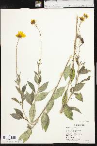 Coreopsis pubescens image