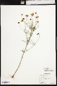 Coreopsis tinctoria image