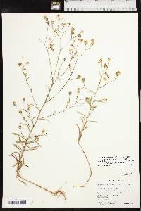 Croptilon hookerianum var. validum image