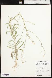 Croptilon divaricatum image