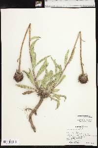 Echinacea angustifolia var. angustifolia image