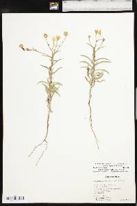 Croptilon hookerianum image