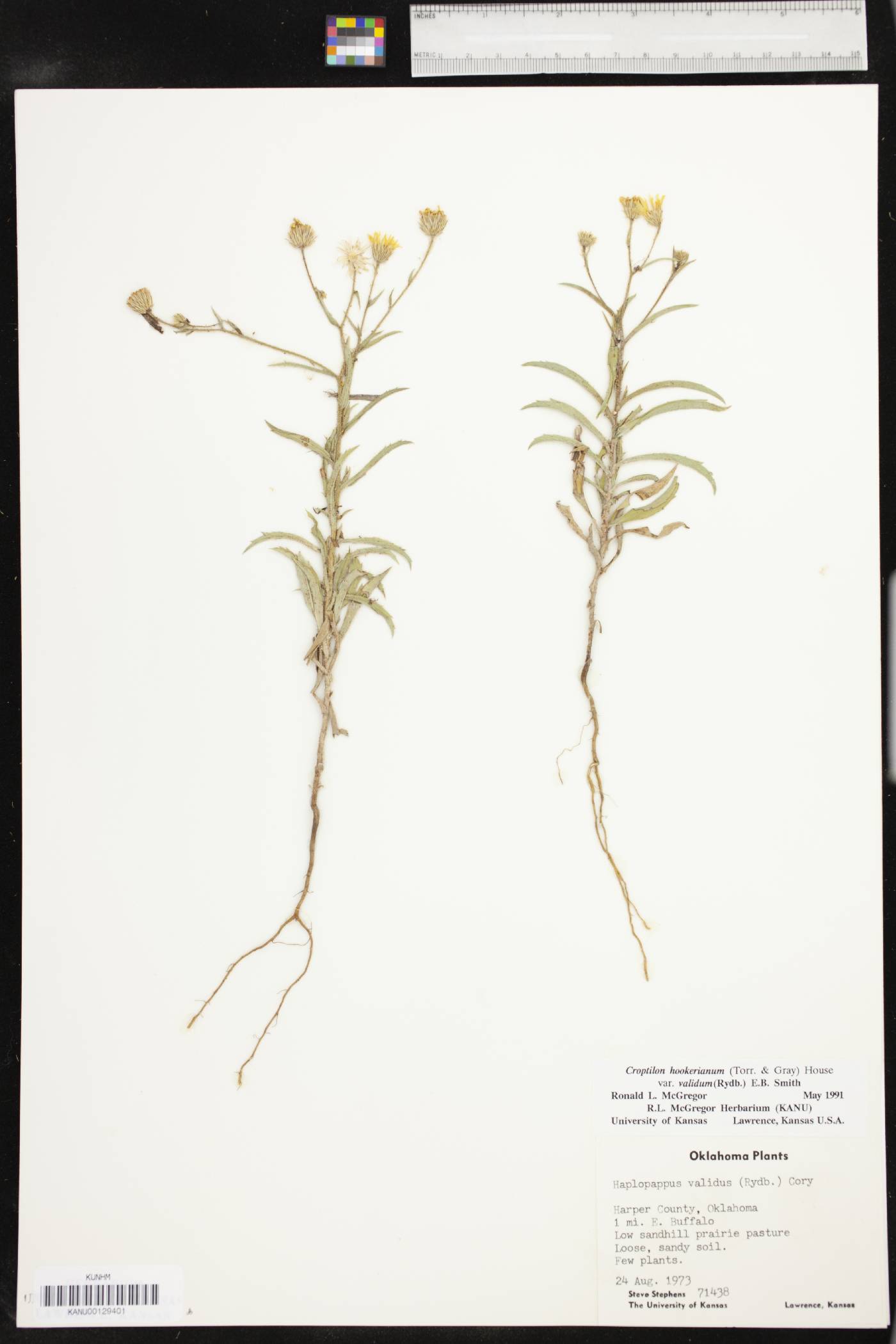 Croptilon hookerianum image