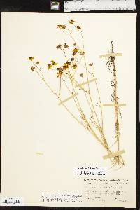 Coreopsis tinctoria var. tinctoria image