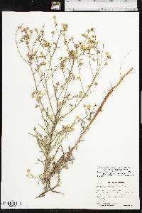 Croptilon hookerianum var. validum image