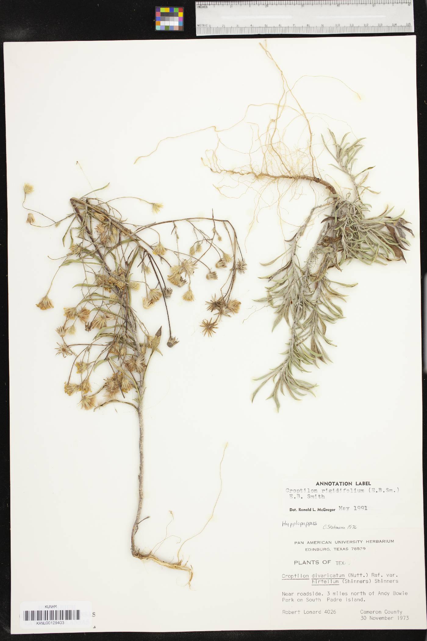 Croptilon rigidifolium image