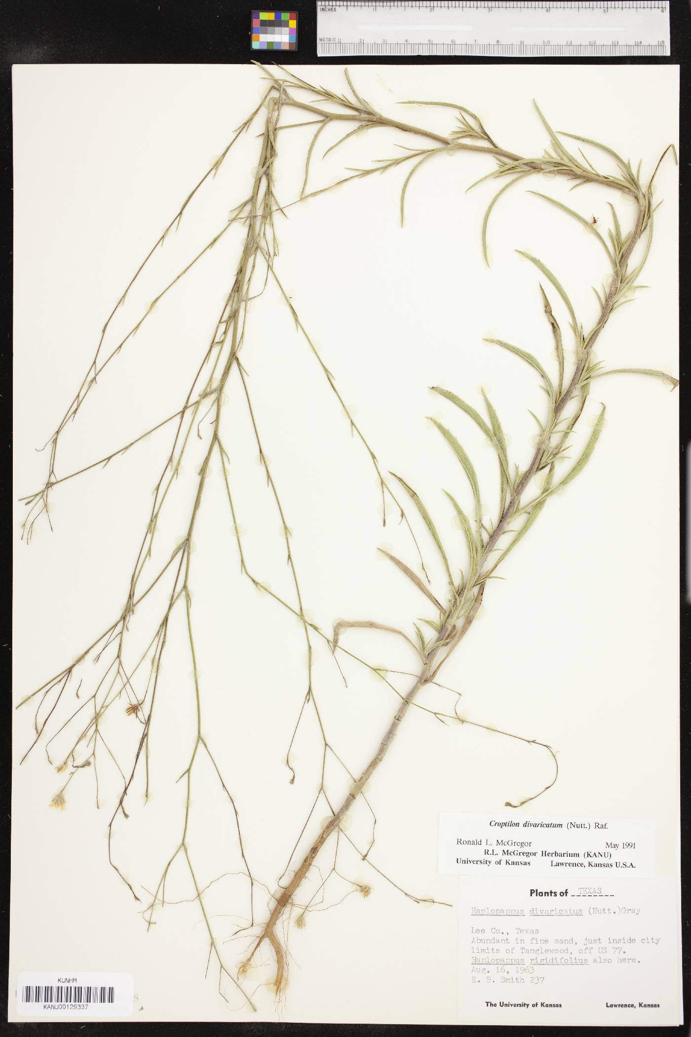 Croptilon divaricatum image