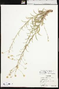 Croptilon hookerianum image