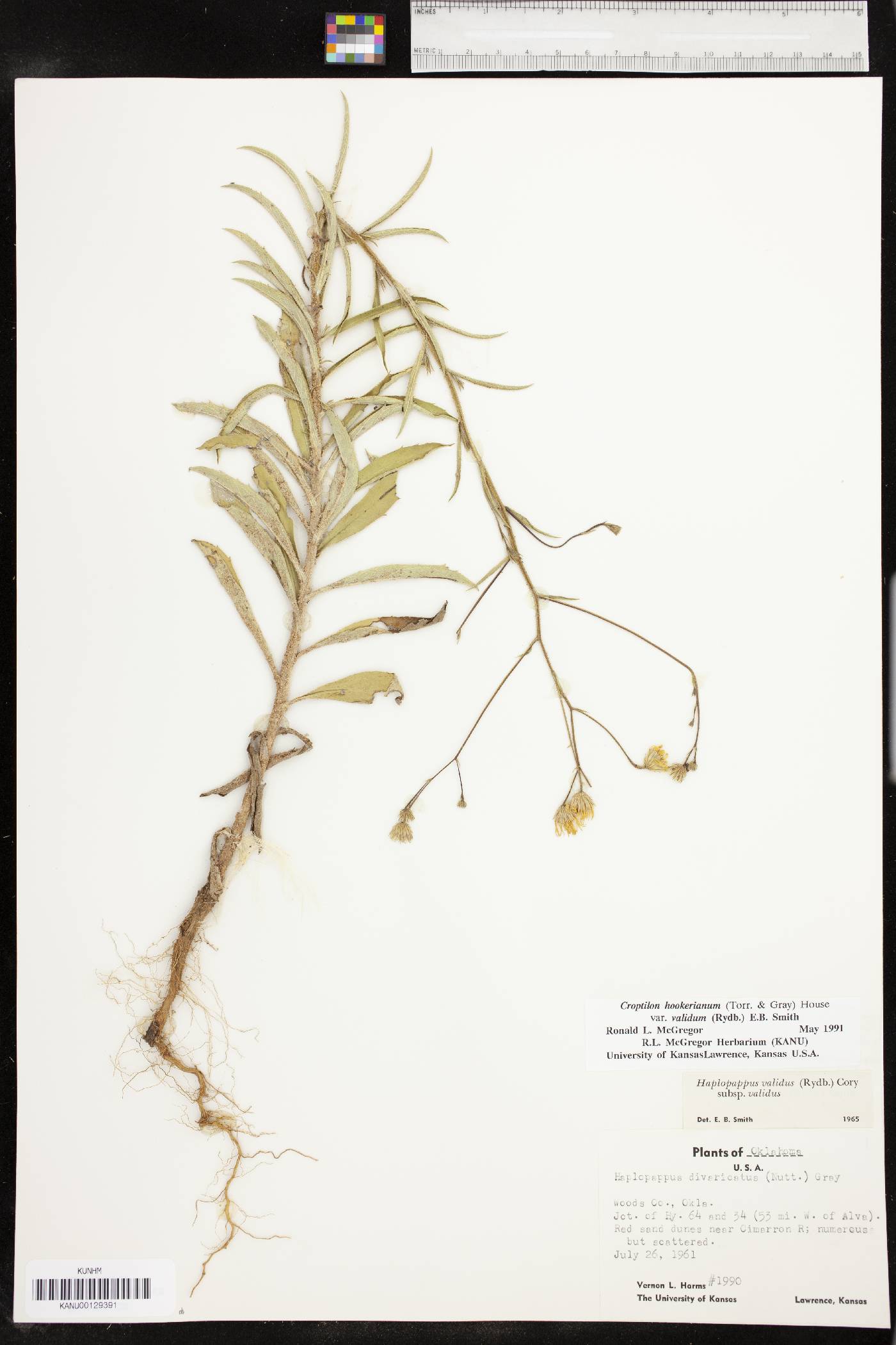 Croptilon hookerianum image