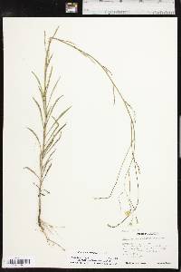 Croptilon divaricatum image