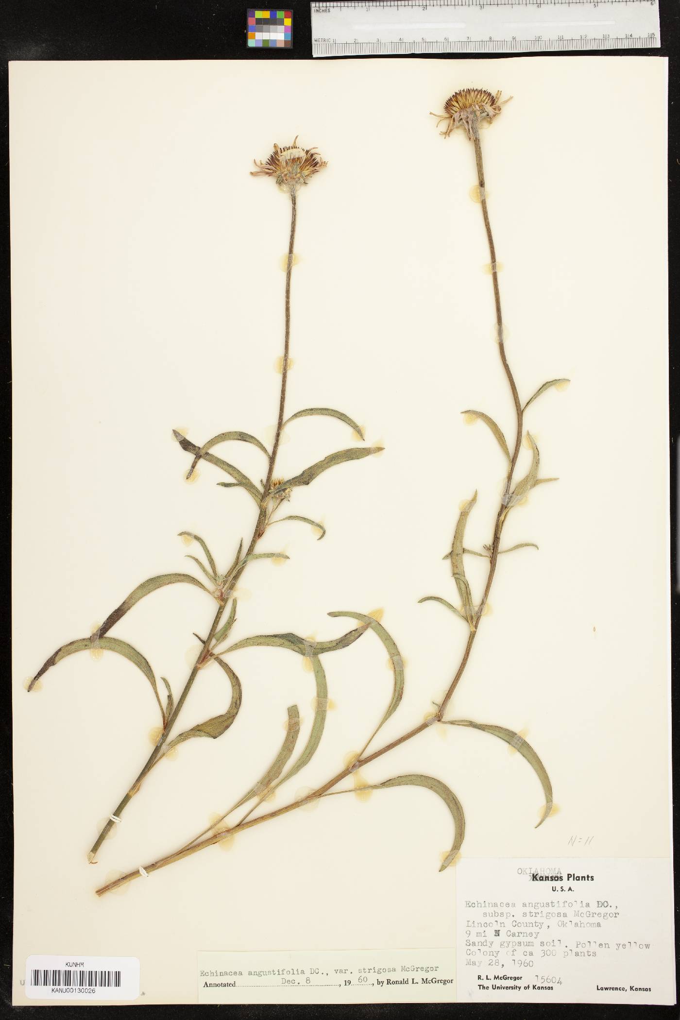 Echinacea angustifolia var. strigosa image