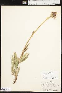 Echinacea angustifolia var. angustifolia image