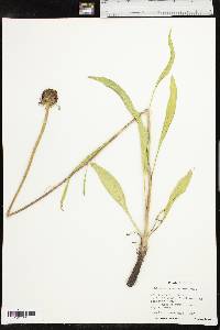 Echinacea atrorubens image