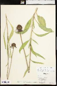 Echinacea atrorubens image