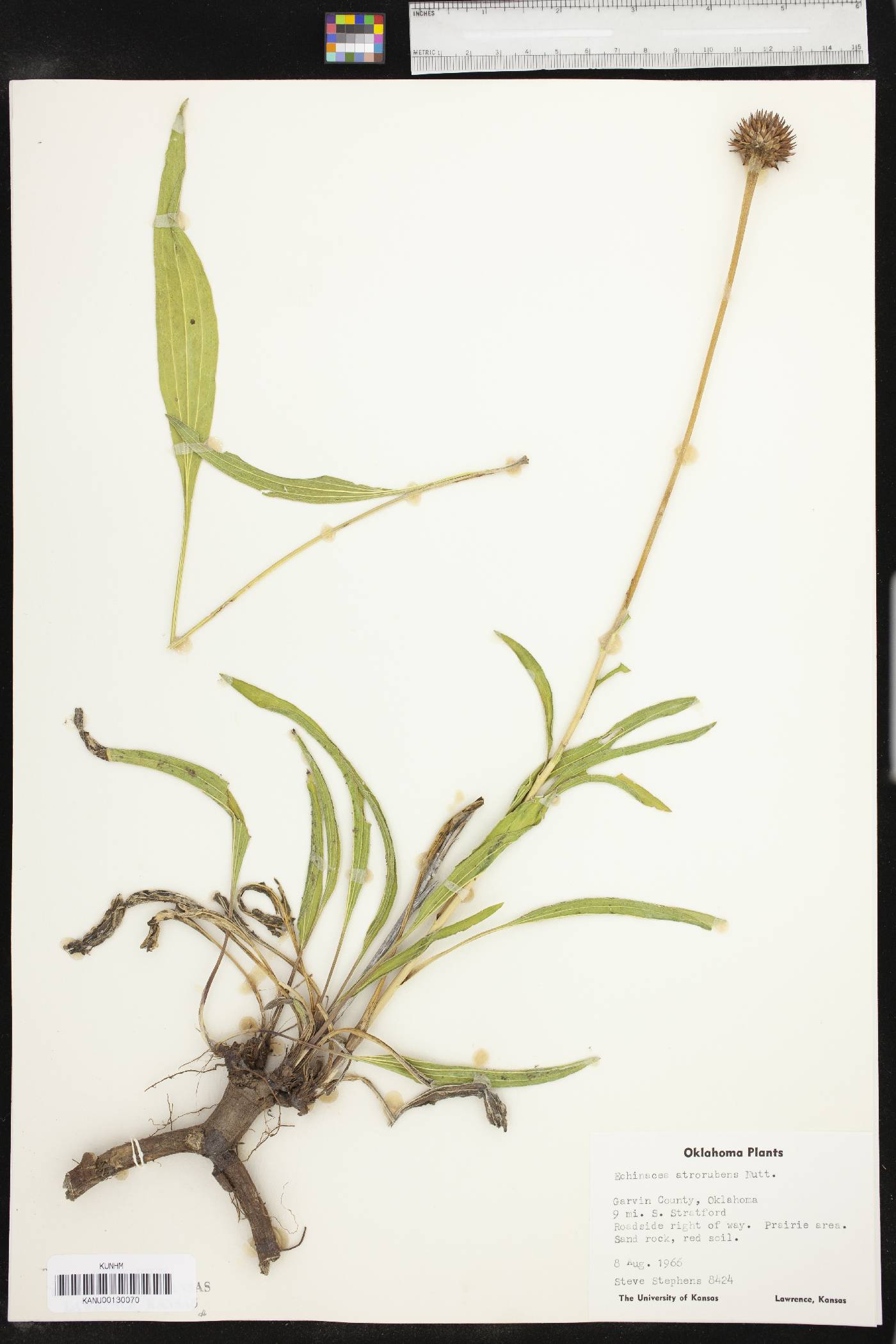 Echinacea atrorubens image