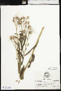 Erechtites hieraciifolius var. hieraciifolius image