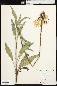 Echinacea pallida image