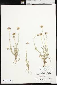 Erigeron tracyi image