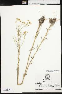 Erigeron strigosus var. strigosus image