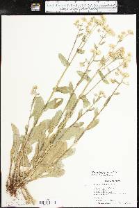Erigeron philadelphicus var. philadelphicus image