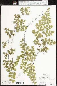 Adiantum capillus-veneris image