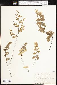 Adiantum capillus-veneris image