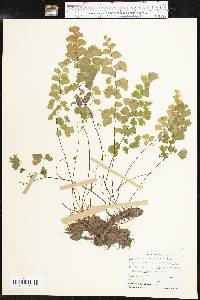 Adiantum capillus-veneris image