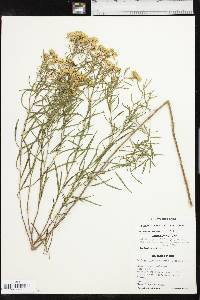 Euthamia gymnospermoides image