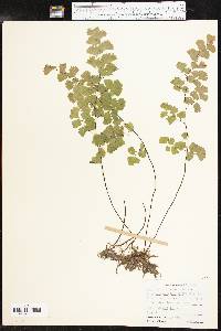 Adiantum capillus-veneris image