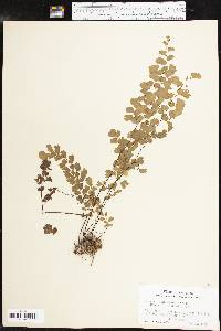 Adiantum capillus-veneris image