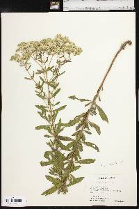 Eupatorium semiserratum image