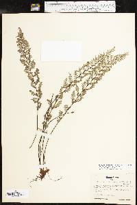 Myriopteris alabamensis image