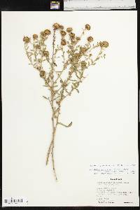 Grindelia squarrosa image