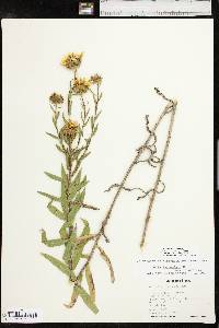 Grindelia lanceolata image