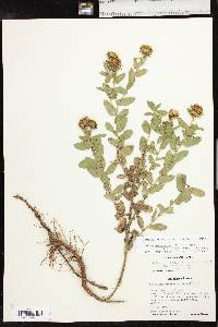 Grindelia squarrosa image