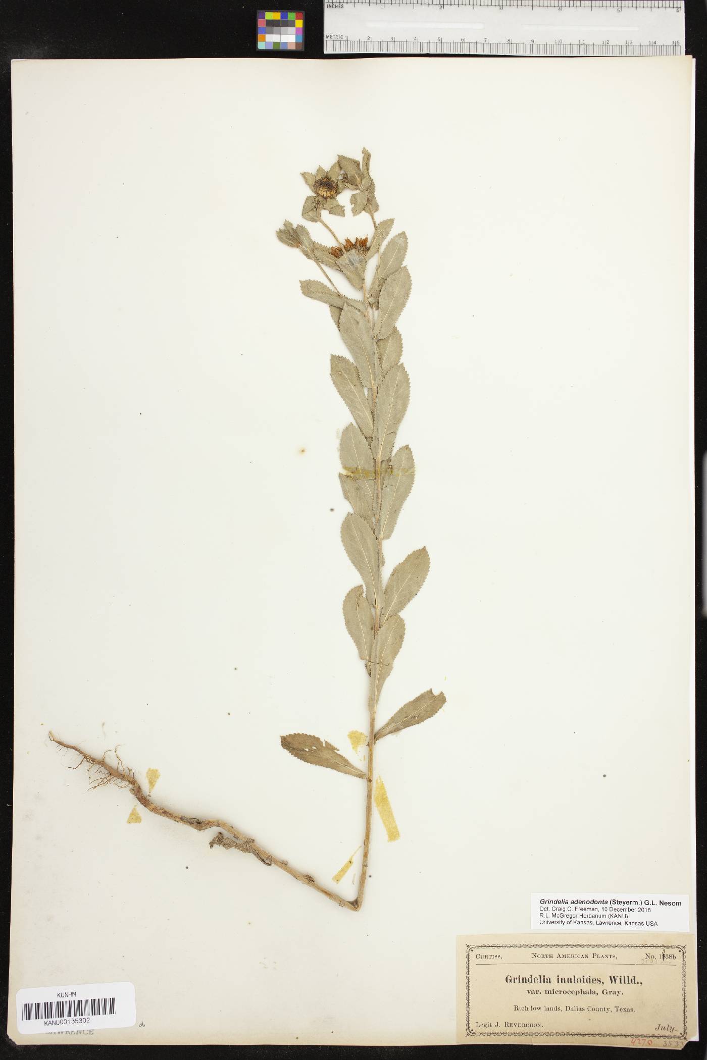 Grindelia adenodonta image