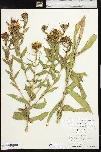 Grindelia lanceolata image