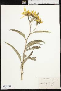 Helianthus grosseserratus image