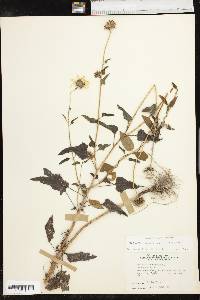 Helianthus debilis image