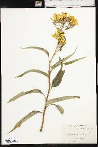 Helianthus grosseserratus image