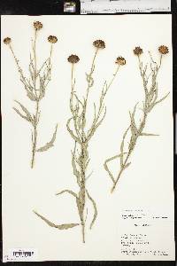 Helianthus ciliaris image