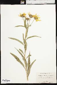 Helianthus grosseserratus image